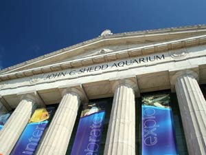 shedd aquarium