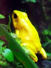 shedd aquarium frog