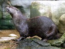 shedd aquarium sea otter