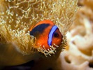 shedd aquarium clown fish