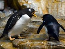 shedd aquarium penguins