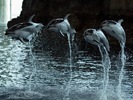 shedd aquarium dolphins