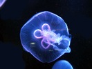 shedd aquarium jellyfish