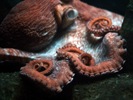 shedd aquarium octopus