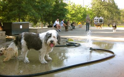 Dog Friendly Chicago Establishments– Plan a Date with your Best Friend