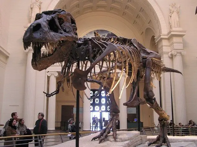 Top 10 Things To See At The Field Museum of Natural History