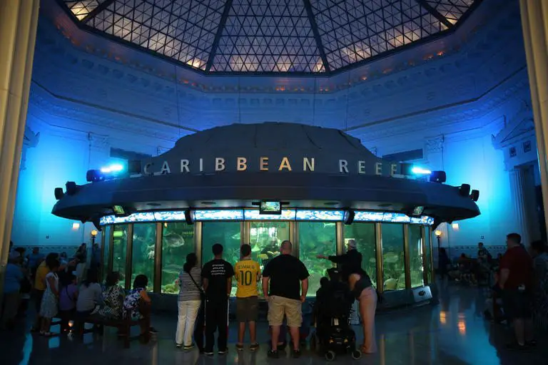 Top 10 Things To Do At Shedd Aquarium Chicago