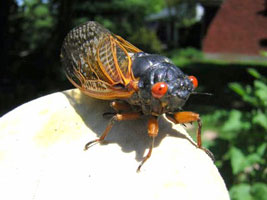 cicada
