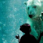 Brookfield Zoo – One Of Chicago’s Greatest Attractions
