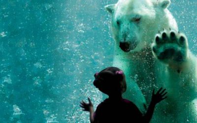 Brookfield Zoo – One Of Chicago’s Greatest Attractions