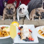 Dog Friendly Chicago Restaurants – Dine With Your Pooch