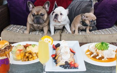 Dog Friendly Chicago Restaurants – Dine With Your Pooch