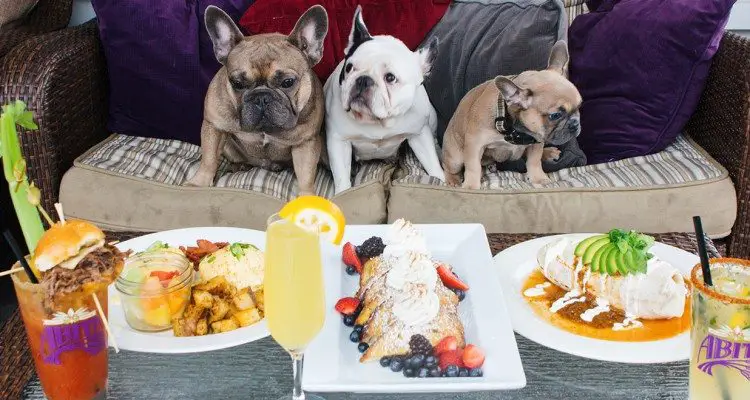 Dog Friendly Chicago Restaurants – Dine With Your Pooch