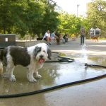 Dog Friendly Chicago Establishments– Plan a Date with your Best Friend