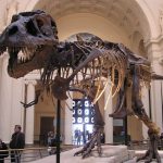 Top 10 Things To See At The Field Museum of Natural History