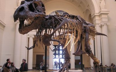 Top 10 Things To See At The Field Museum of Natural History