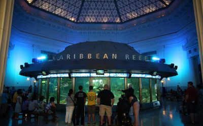 Top 10 Things To Do At Shedd Aquarium Chicago